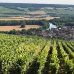 Hautviller Vineyard, Champagne