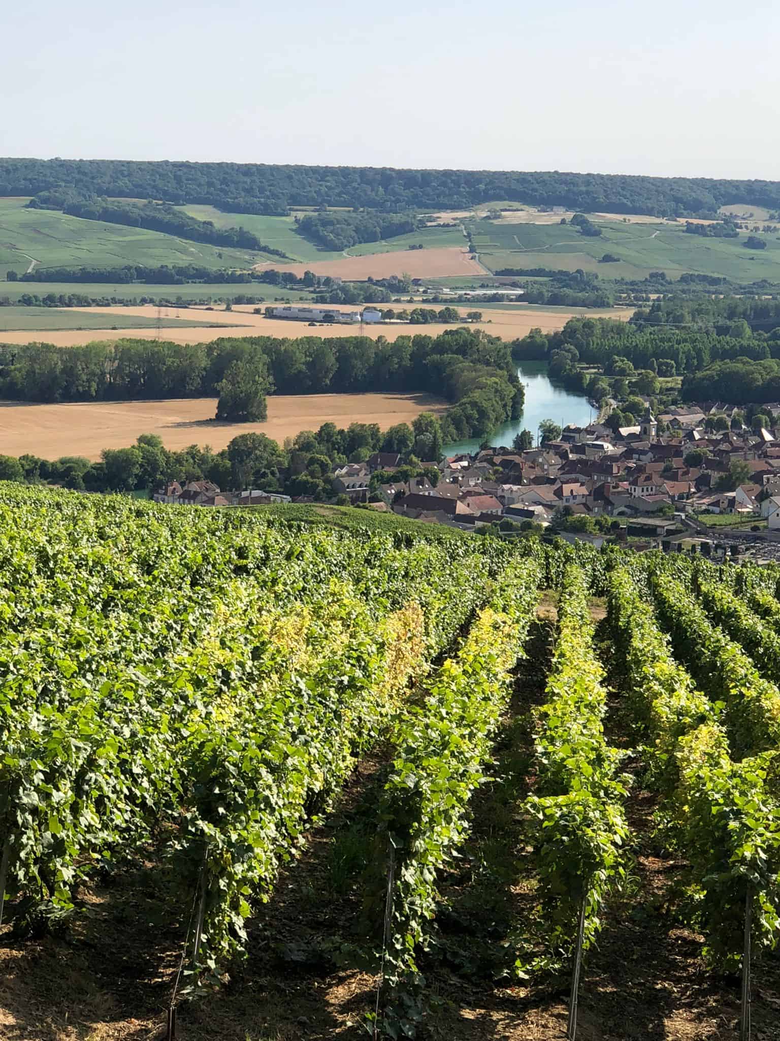 Hautviller Vineyard, Champagne